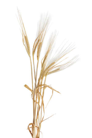 Several stalks of ripe barley with spikelet and leaves on a light background. Isolation.の写真素材