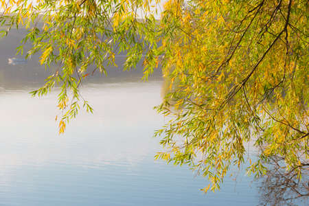 Willow branches with yellowing leaves over the water early autumn morning