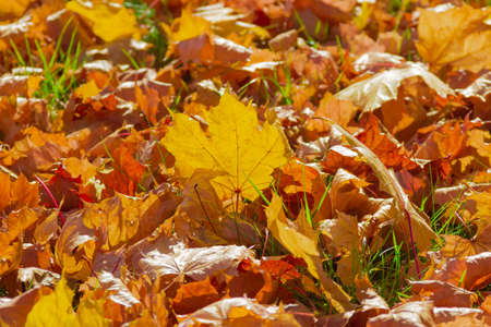 Fallen yellow, orange, red maple leaves on the grass in autumn sunny dayの写真素材