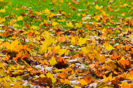 Fallen yellow, orange, red maple leaves on the grass in autumn sunny day