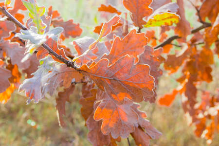 Oak branch with yellow leaves covered with hoarfrost late autumnの写真素材