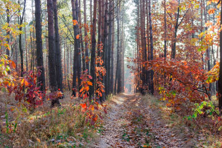 Path in a pine forest with young oaks, withered grass and fallen leaves in autumn dayの写真素材
