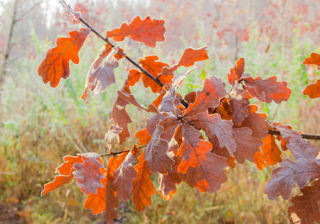 Oak branch with yellow leaves covered with hoarfrost late autumnの写真素材
