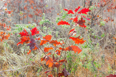 Oak branch with red leaves covered with hoarfrost late autumnの写真素材