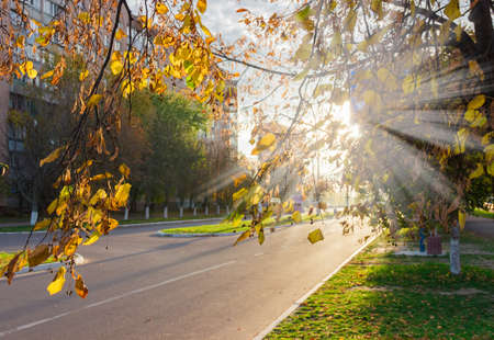 street in early morning autumn. Rays of the sun through the branches of linden with yellow leavesの写真素材
