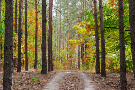 Footpath in a pine forest with young oaks, withered grass and fallen leaves in sunny  autumn day