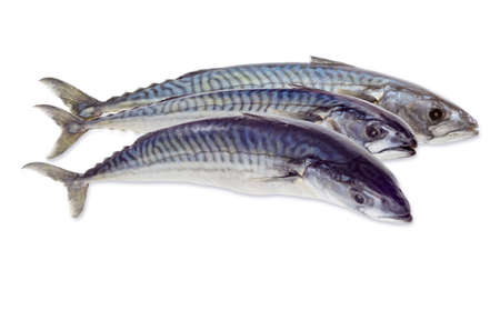 Three uncooked atlantic mackerels closeup on a light background.の写真素材