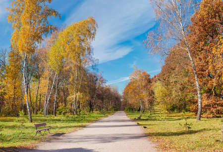 Alley in autumn park with red benches and trees with yellow leaves on the sides against the sky on a sunny dayの写真素材