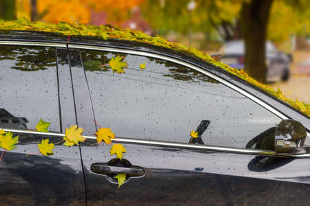 Fragment of the right side of the black car, covered with wet adhered fallen leaves of maple and drops of rain autumnの写真素材