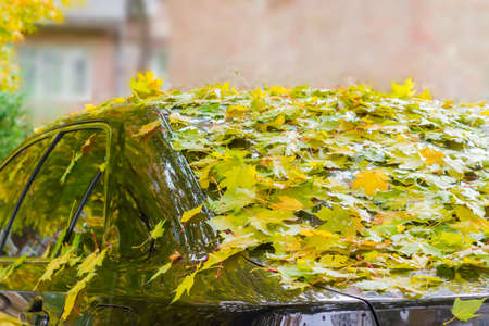 Fragment of the left and rear of the black car with drops of rain, covered with wet fallen leaves of maple autumnの写真素材