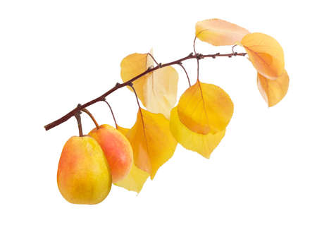 Two ripe yellow and red pears of variety Duchess on a branch with yellow leaves on a light background. Isolation.の写真素材