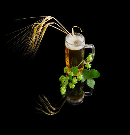 Lager beer with foam in beer glassware, branch of hops with leaves and cones, several ears of barley on a dark background with reflection. Isolation.の写真素材
