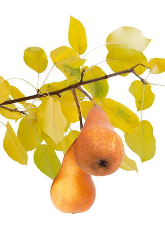 Two ripe pears of variety Bosc on a branch with yellow leaves on a light background. Isolation.の写真素材