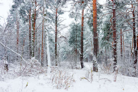 Winter forest with pine and birch trees covered with snow during a snowfallの写真素材