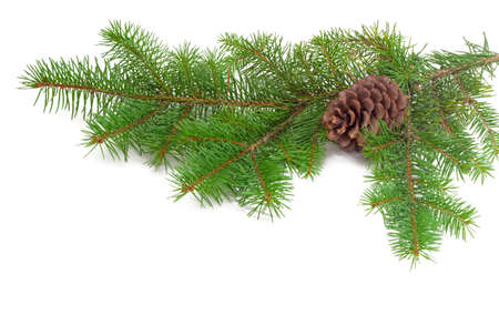 Branch of a fir tree with cone on a light backgroundの写真素材