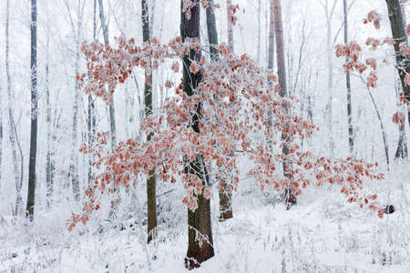 Fragment of winter forest with oak trees covered with frostの写真素材