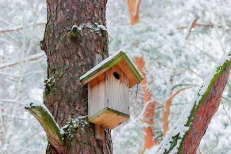 Nest box on the pine trunk in winter forest during a snowfallの写真素材