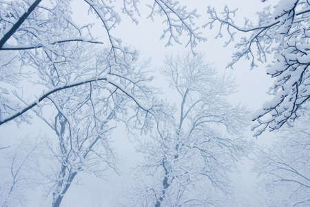 Branches of trees under the snow in the fog during a heavy snowfall.  Background.の写真素材