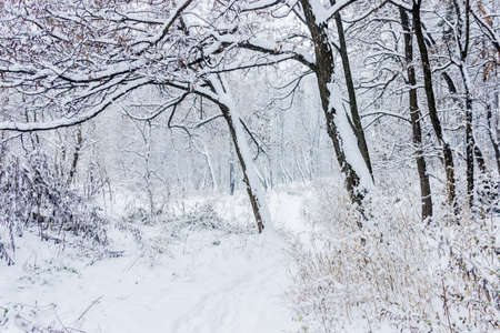Fragment of winter forest with acacia trees covered with snow during a snowfallの写真素材