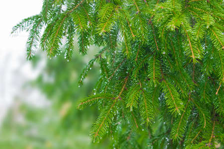 Branches fir with drops of a water in rainy weather closeupの写真素材