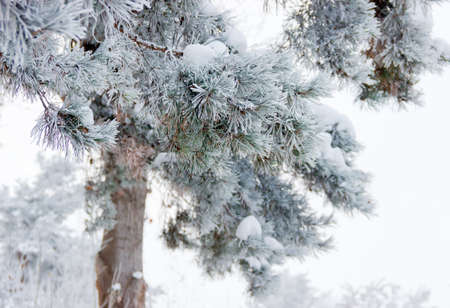 Pine branch covered with snow and hoarfrost closeup on a blured background of the tree. Background.の写真素材