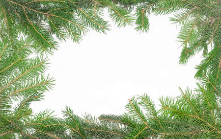 Fir branches, laid out on the perimeter, as a frame with empty center part on a light backgroundの写真素材