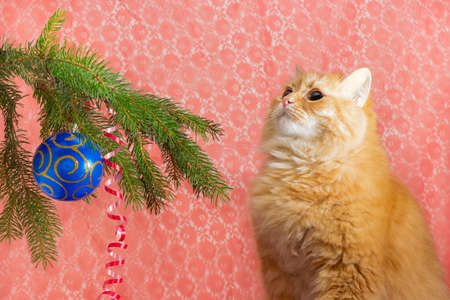 Branch of a Christmas tree with Christmas ornaments and red cat looking at the Christmas tree on a red backgroundの写真素材