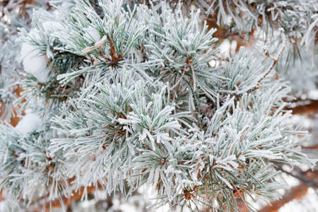 Pine branch covered with snow and hoarfrost closeup. Background.の写真素材