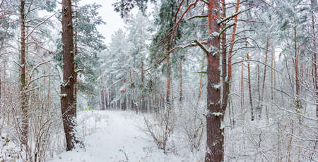 Winter pine forest during a snowfallの写真素材