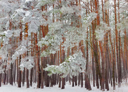 Pine forest with branches covered with snow and hoarfrost in winter cloudy dayの写真素材