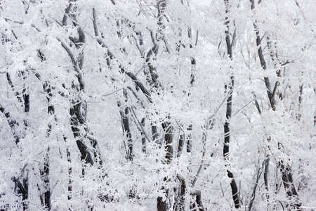 Fragment of winter forest with acacia trees covered with snow and frostの写真素材