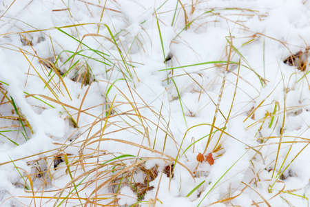 Grass in  forest, sprinkled with fresh snow during a snowfallの写真素材