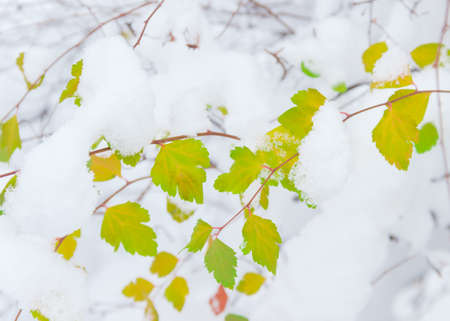 Branch with green and yellow leaves under the snowの写真素材