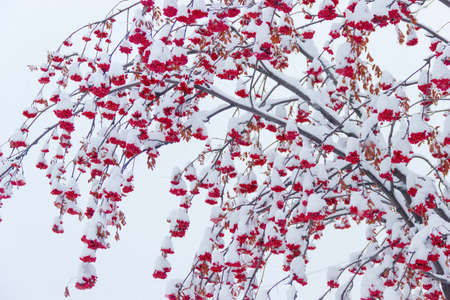 Branches with bunches of ripe berries rowan covered with snow on a background of a cloudy skyの写真素材