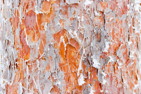 Trunk of a pine with bark, covered with frost. Background.の写真素材