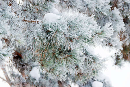 Pine branch covered with snow and hoarfrost closeup. Background.の写真素材
