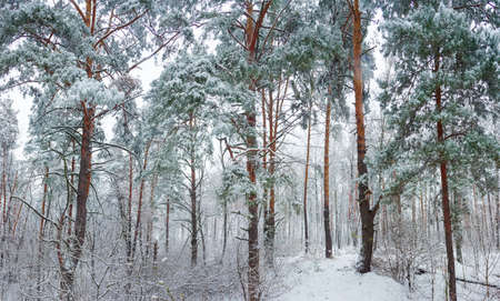 Winter forest with pine and birch trees covered with snow during a snowfallの写真素材