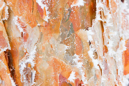 Trunk of a pine with bark, covered with frost. Background.の写真素材