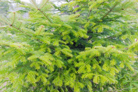 Branches fir in cloudy weather closeupの写真素材