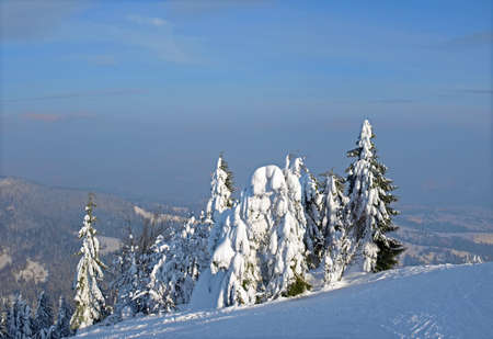 Group of trees covered with a thick layer of snow on the hillside against the sky, opposite slope and a valley with mountain village in winter eveningの写真素材