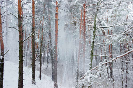 Winter forest during a snowfallの写真素材