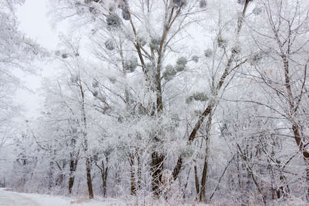 Road in winter forest among the trees covered with snow and hoarfrostの写真素材