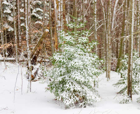 Small fir sprinkled with snow against the backdrop of the forest in cloudy dayの写真素材