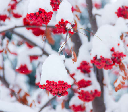 Bunches of berries rowan covered with snowの写真素材