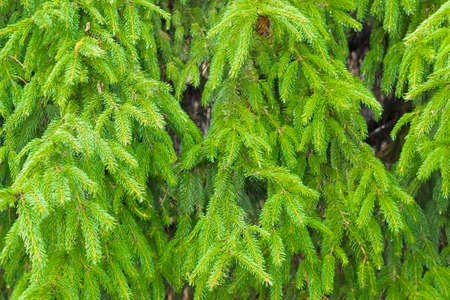 Branches fir closeup in cloudy weather. Backgroundの写真素材