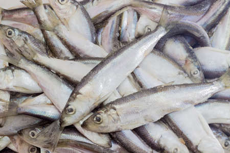 Block of a frozen baltic herring with icy glaze closeup