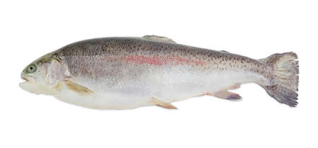 Fresh cleaned raw rainbow trout on a light backgroundの写真素材