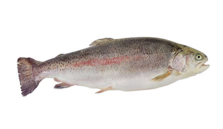 Fresh cleaned uncooked rainbow trout on a light backgroundの写真素材