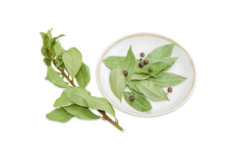 Dried branch of a bay laurel and several dried bay leaves and several allspice on a saucer on a light backgroundの写真素材
