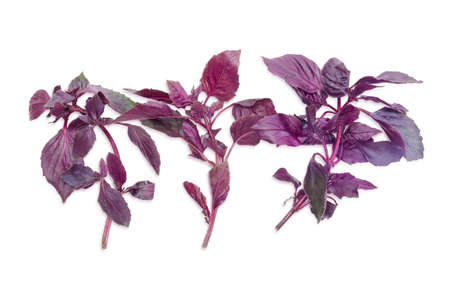 Three sprigs of fresh purple basil on a light backgroundの写真素材